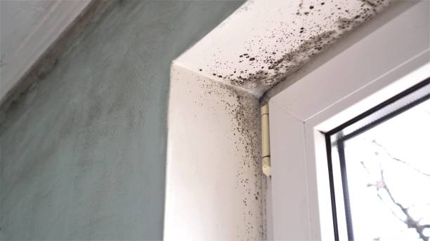 Best Post-Flood Mold Remediation in Clear Lake, WA